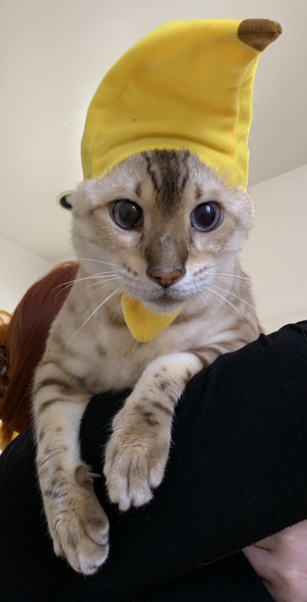 tristencitrine's tweet photo. He’s a banana. I support him. https://t.co/vjiTDrWhKM