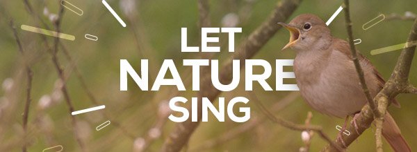 martinBirdLife's tweet photo. A comment on tonight's reworking of "A nightingale sang on Berkley Square" by @samleesong and @ExtinctionR
 https://t.co/7NFHqMxHjm 

#LetNatureSing https://t.co/ytk8yddIT0