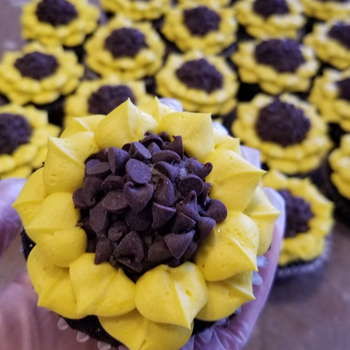 CakebusMN's tweet photo. Adorable sunflower cupcakes.
#CAKEBUS #FlourChildCreations #topthat #onlyinwanamingo #mnbakery #eatme #eatmemn #instacupcake #cupcakeoftheday #cupcakesofinstagram #cupcake #flowercupcakes #sunflower #chocolate #cupcakedecorating #cupcakelove #cupcakelovers https://t.co/aNqZIoVrUt