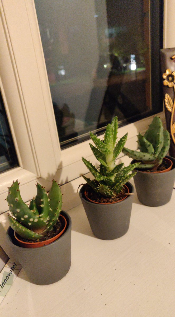 ohhhellohii's tweet photo. Suggestions for Cactii names?

@D1Girly please RT. Your followers are creative. 🌵 https://t.co/DY5e5MwUB3