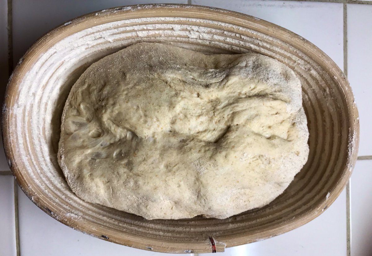 I’m sure you will be relieved to know that initial fermentation is complete! After one final stretch, I shape the dough a bit and pop it into a well-floured reed basket. The flour coating is bronze-age Teflon. Don’t worry about the ugly top, it’s actually the bottom! You’ll see.