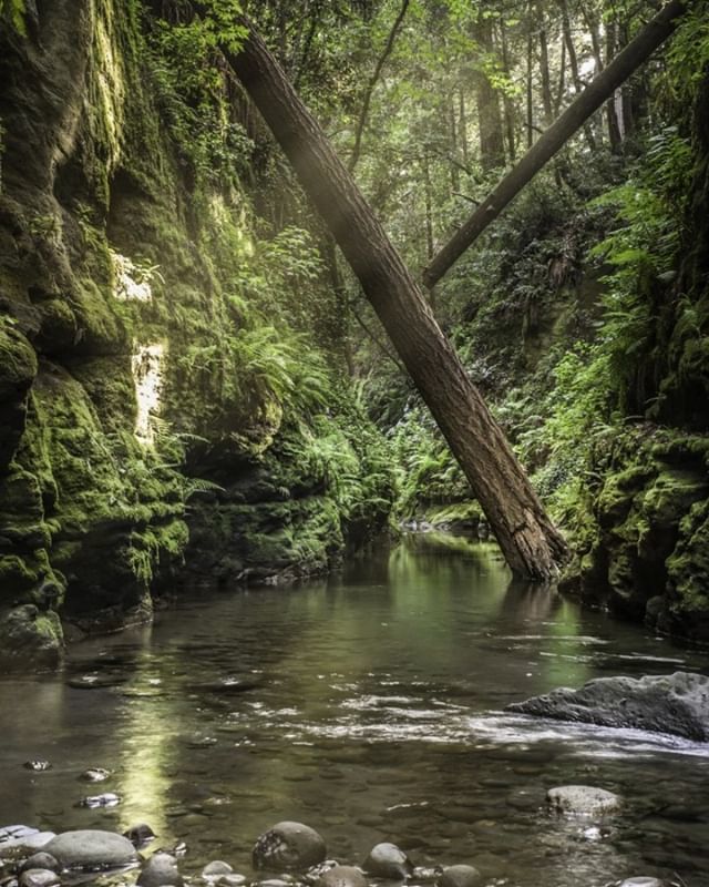 MattePhotograp1's tweet photo. The Forest of Nisene Marks State Park God Rays. .
.
.

#santacruzwaves #visitsantacruz #naturephotography #landscapephotography #santacruzlife #santacruzphotographer #earthart #goldenhour #photooftheday #localbusiness
#bayareaphotographer #river #canon #… https://t.co/fecQ4bDT9f https://t.co/do6oEabZos