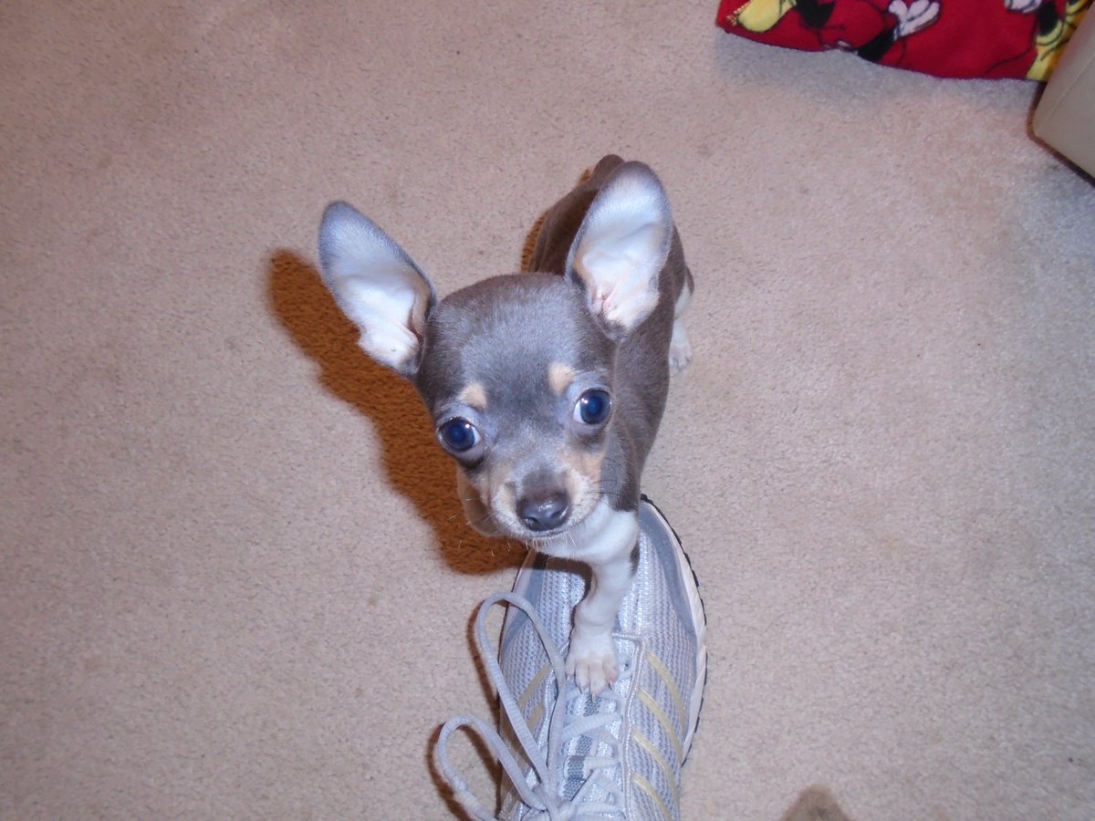 cocos755's tweet photo. @hollypet3 My Georgie would love it!#Hollypet #GiveAwayOfTheDay https://t.co/Bi06sN3niC