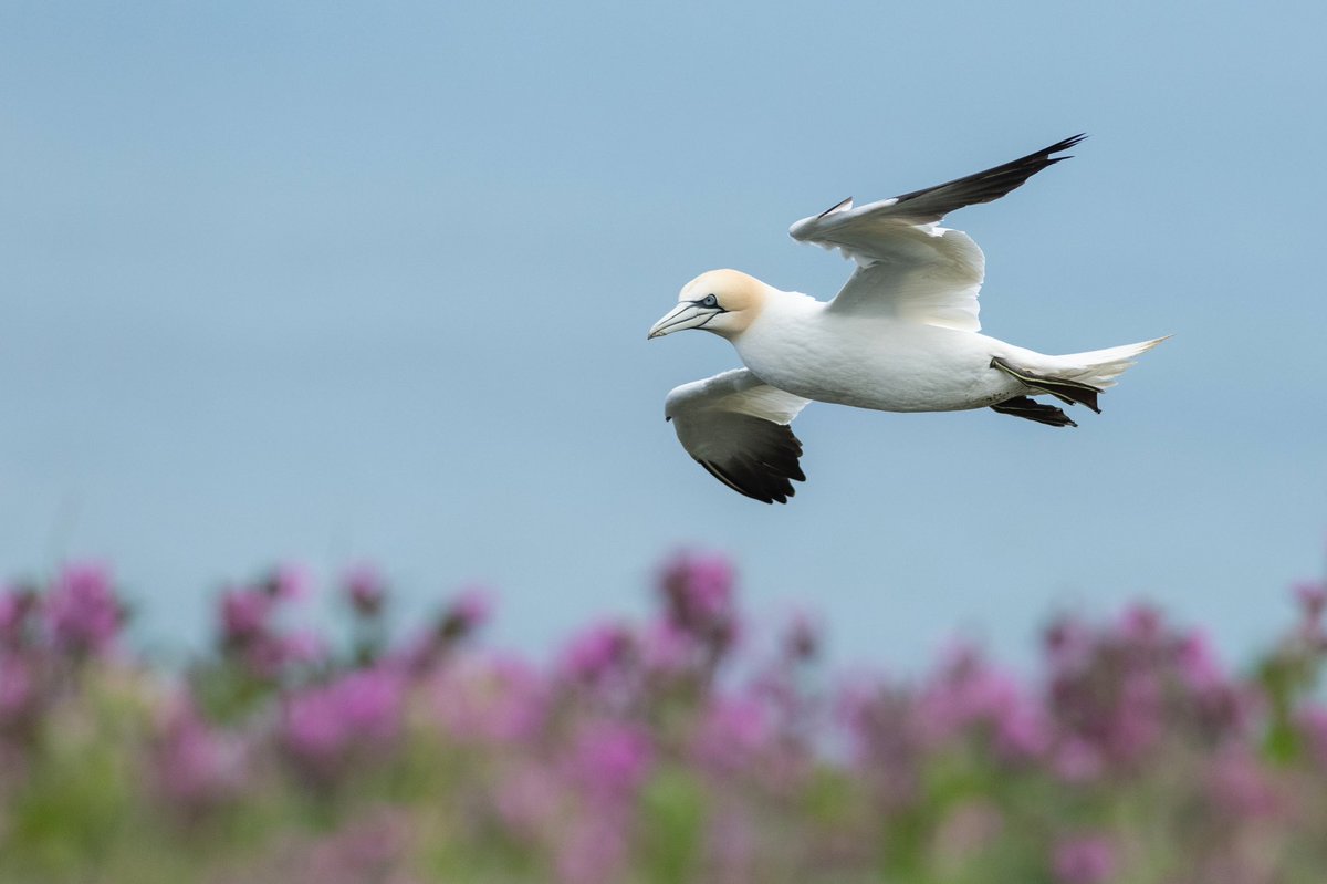 Northern gannet soaring over a beautiful display of red campion. #bemptoncliffs #bemptoncliffsrspb #bempton #yorkshire #yorkshirewildlife #yorkshirewildlifetrust #britishwildlifephotography @BBCSpringwatch @WildlifeMag @BBCEarth @Natures_Voice @WPPmagazine @BirdWatchingMag