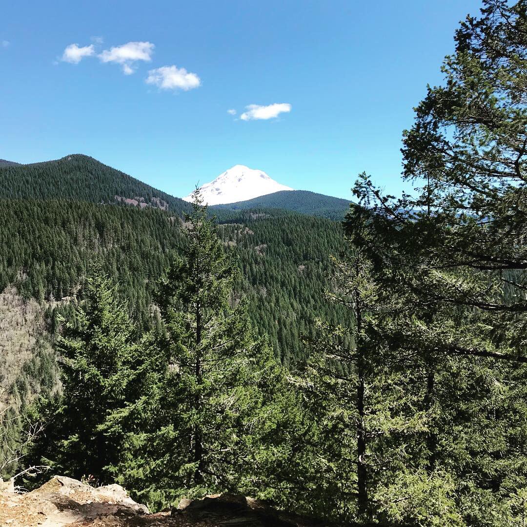 KirstenHimes's tweet photo. First off this morning I pulled the owl medicine card, the. We decided to go on a new hike. During our journey we crossed paths with an owl, a beautiful wild orchid, and this amazing view of Mt. Hood. #flagmountain #mthood #omht #owl #wildorchid #synchronicity https://t.co/QuCY2ZtYIb