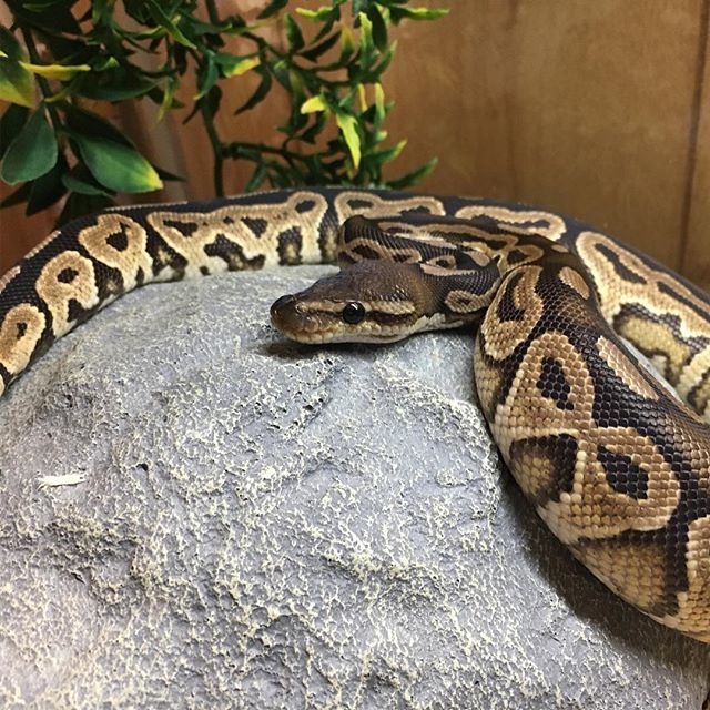 djesonis's tweet image. #sundayvibes #ballpythonsofig #cinnimonballpython bit.ly/2DxnIhN