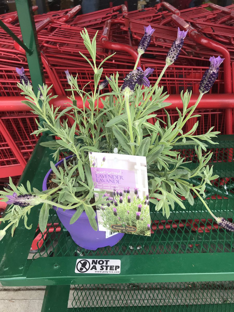 aimeeb22's tweet photo. Man, I love Trader Joe’s 😊 https://t.co/AjY7JyKqZi