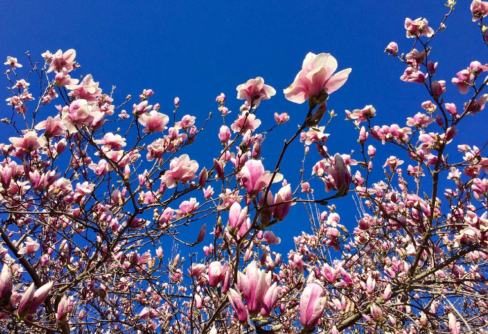 Tavi59's tweet photo. Magnolia in the front yard is just beginning to pop. https://t.co/EFebF5iXkB
