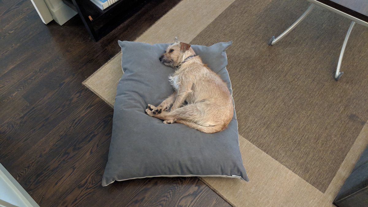 alexwesterman's tweet photo. Felix's new bed. I think he likes it! Out cold for two hours! #felix_the_dog #felixlove #myparachutehome @parachutehome #wehodogs #dogsofweho #dognaps #dogsofcalifornia #puppylove🐶 #dogpatrol #partydog https://t.co/aBfwm1IOdW