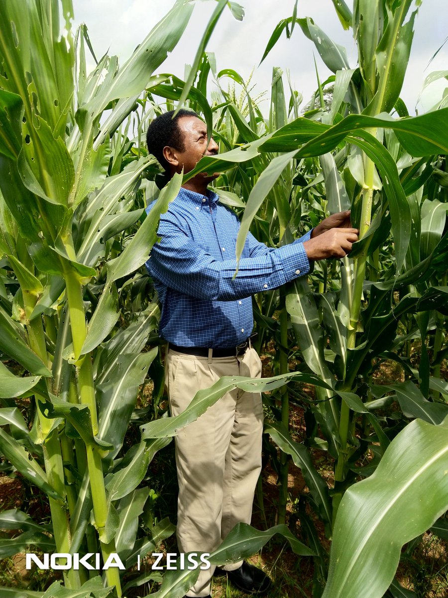Dr menkir scouting for fall army worms in maize <a href="/IITA_CGIAR/">IITA</a>
