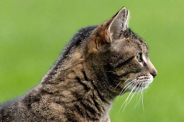 inkfallstudios's tweet photo. Alert. 
#cat #alert #green #brown #grey #tabby #portrait #photography #catphotography #tabbycat #stretch #look https://t.co/7hBxHdbVN9 https://t.co/y0MuXB58df