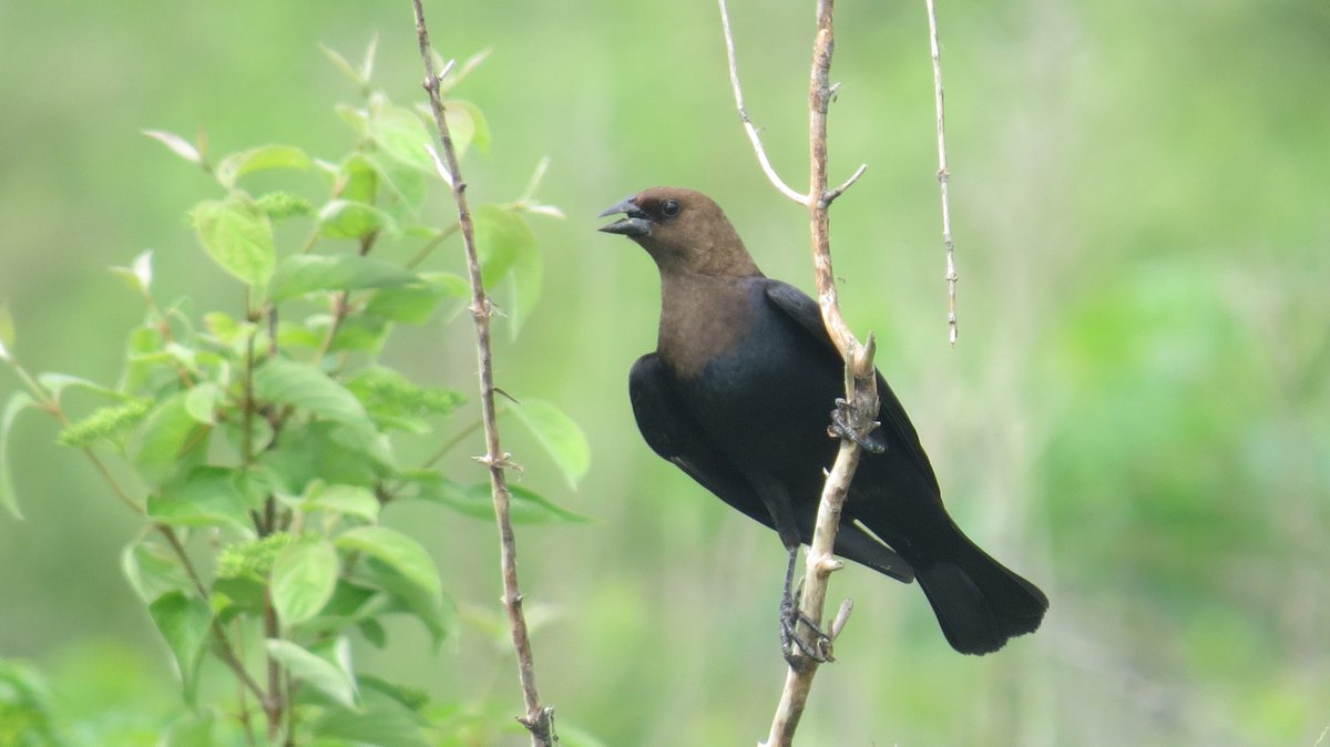 Brown-headed Cowbirds are obligate brood parasites, meaning that they lay their eggs in the nests of other birds and let those hosts raise their young. Why? So they can dedicate more time and energy to laying more eggs—maybe up to 40 in a year! Source: [Holford & Roby 1993] 4/37