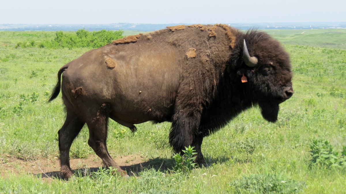 Cowbirds were originally called bisonbirds by colonizers because they follow bison and eat the insects on them. It used to be assumed that mobile bison led to this brood parasitism strategy (cowbirds need to keep moving to follow bison, therefore couldn’t settle on nests). 7/37