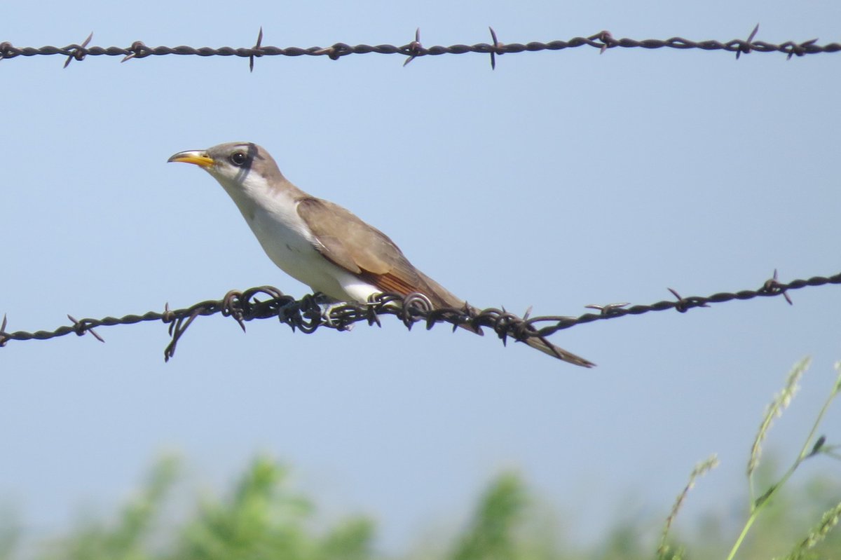 Perhaps the best example of obligate brood parasitism exists in the Eastern Hemisphere cuckoos! But, fun fact, North American cuckoos (like this Yellow-billed Cuckoo) aren’t brood parasites at all! 9/37