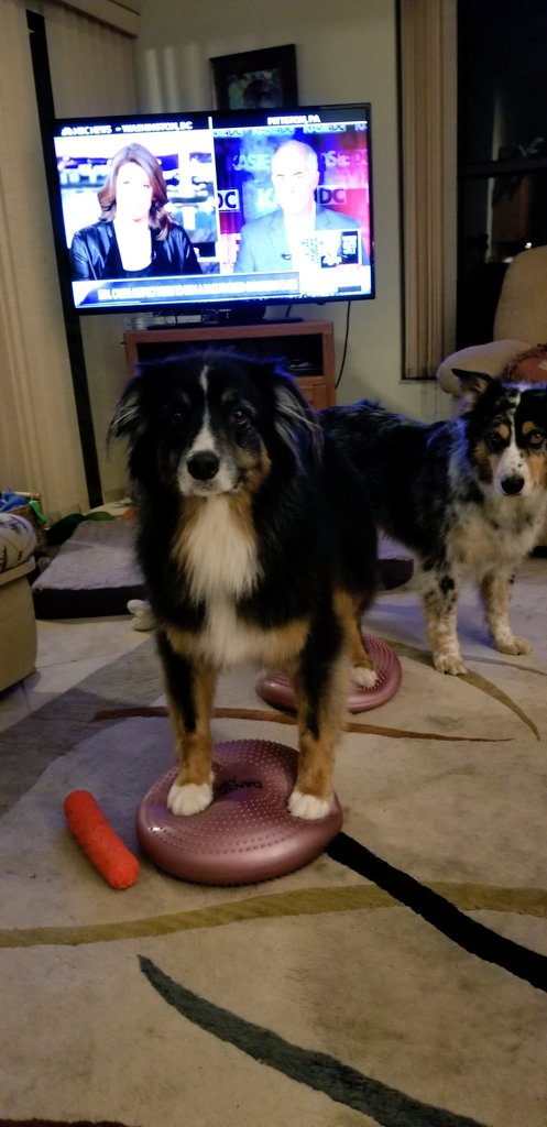 tamara_aussie's tweet photo. @KasieDC Gunner and Pretzel working out while watching #dogswatchingkasiedc https://t.co/yRn3SLR55e