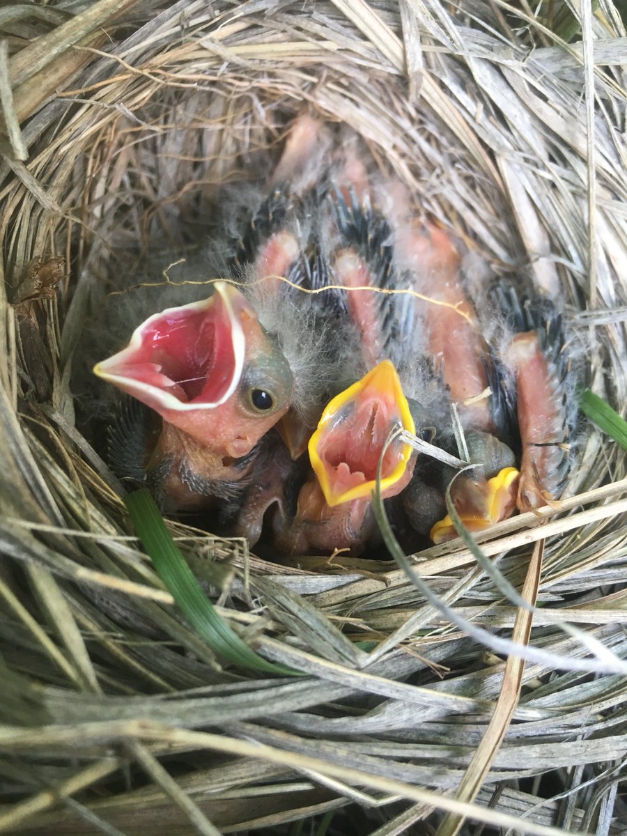 Old-world cuckoos lay their eggs in host nests, removing all other eggs (or letting their chicks do it!). Cowbirds do not—they often remove one host egg but leave the rest. Cowbird baby (white mouth) and Dickcissel host (yellow mouth) 10/37