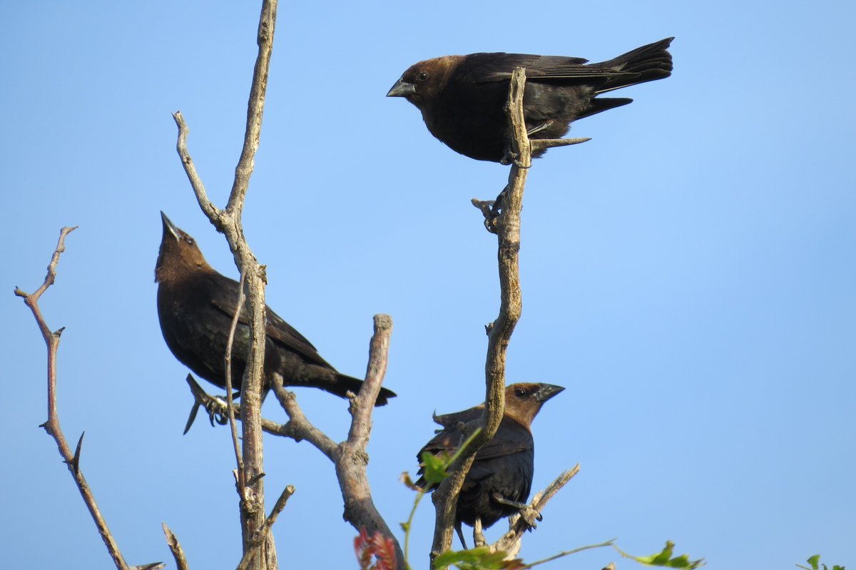 So how does this work out for host birds and nestlings? It really depends. First of all, cowbirds parasitize a lot of species! Our Brown-headed Cowbirds parasitize over 200! [Source: Ortega 1998] 11/37