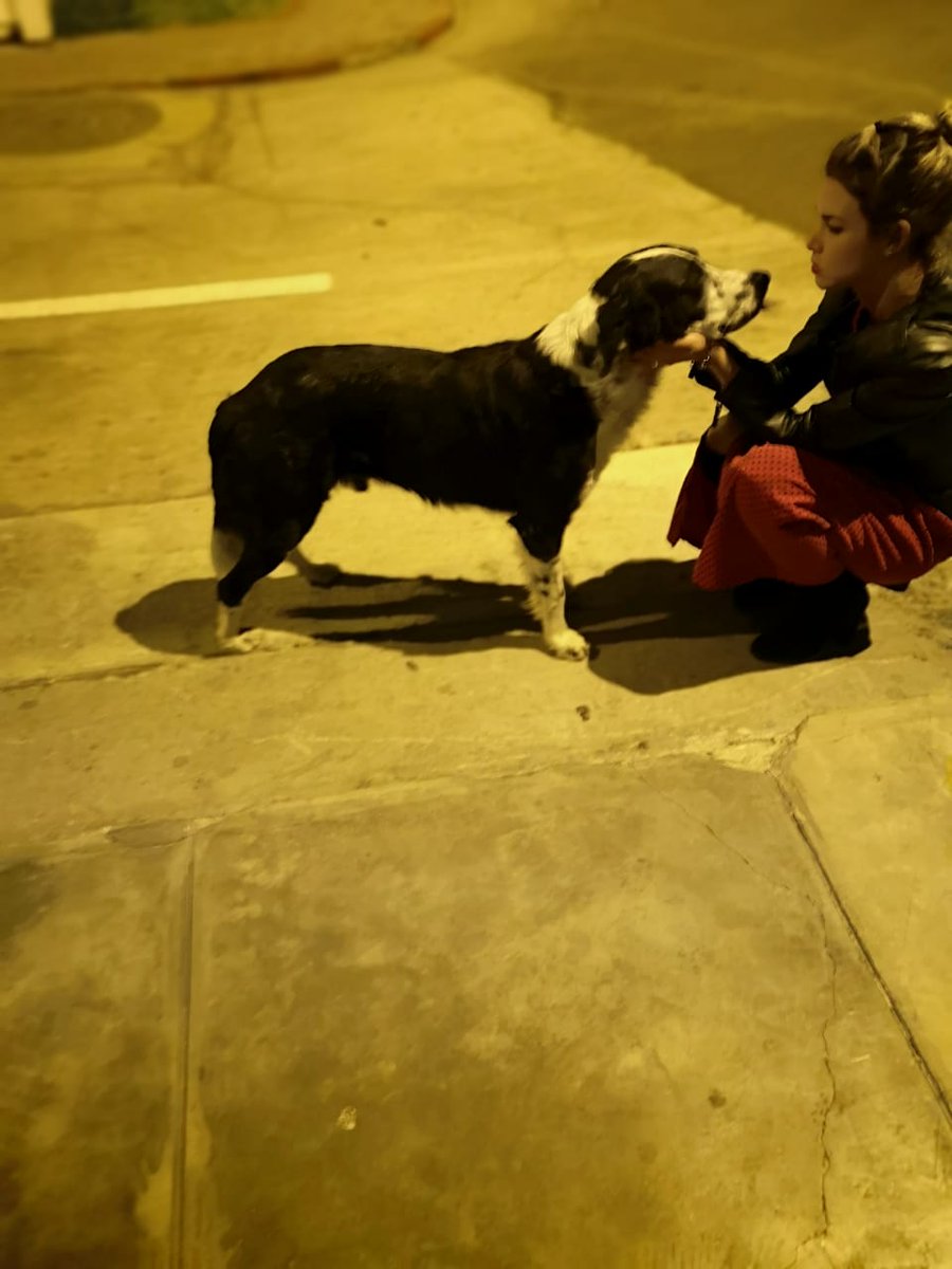 anahidec's tweet photo. Hola! Ayer en la noche rescate a un perrito. Sí me pueden ayudar compartiendo, es un perro hermoso, bueno y muy agradecido y necesita una familia q lo quiera y que no lo abandonen. Está actualmente en la veterinaria pero necesito buscarle una casa o un temporal. Dm para adopcion https://t.co/MClAxoIvmx