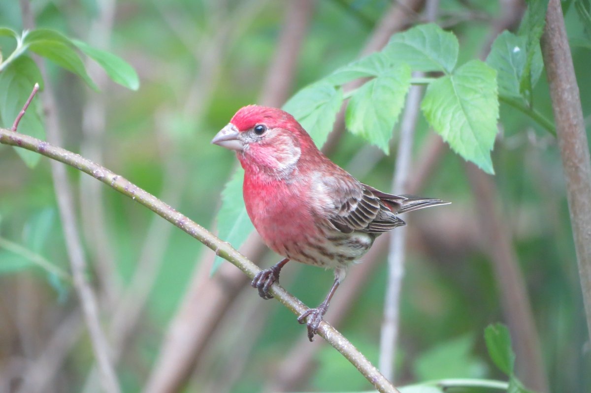 Sometimes hosts don’t need to worry about cowbirds in the nest. Finches feed their nestlings too many plant parts for cowbirds to survive—they need insects and will almost always starve to death in finch nests. [Source: Middleton 1991] 16/37