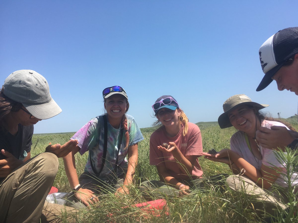 In other cases, the host nestlings grow up just fine despite the cowbird competition. In the  #BoyleLab at  @kstatebio we are studying how this works with project  #PrairieBabies (my Master’s thesis). 17/37