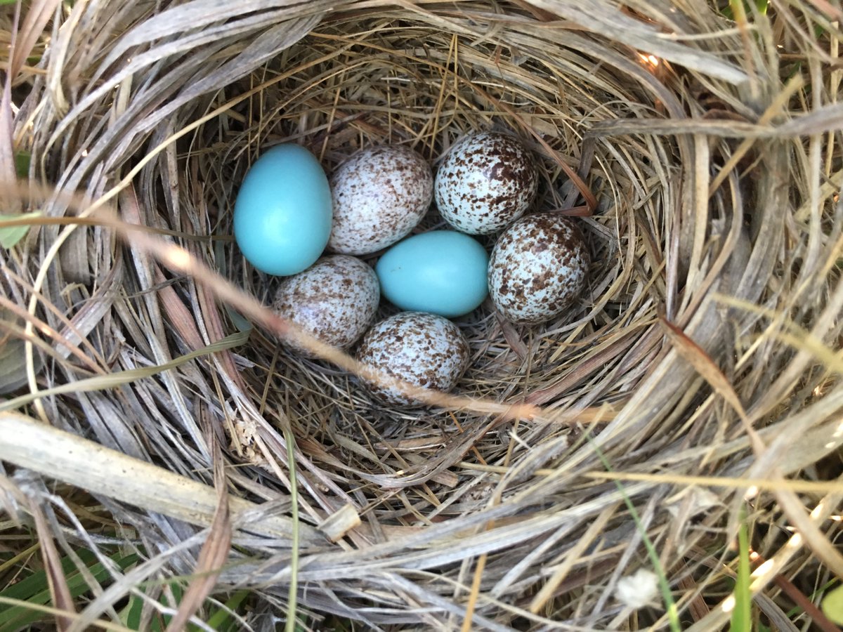 So despite some ridiculously high parasitism rates in the Plains (up to 90% of nests parasitized, as many as 9 cowbird eggs in a single nest!) the hosts here might be doing okay. Source: this photo I took at  @KonzaLTER and  @Bram_Verheijen 20/37