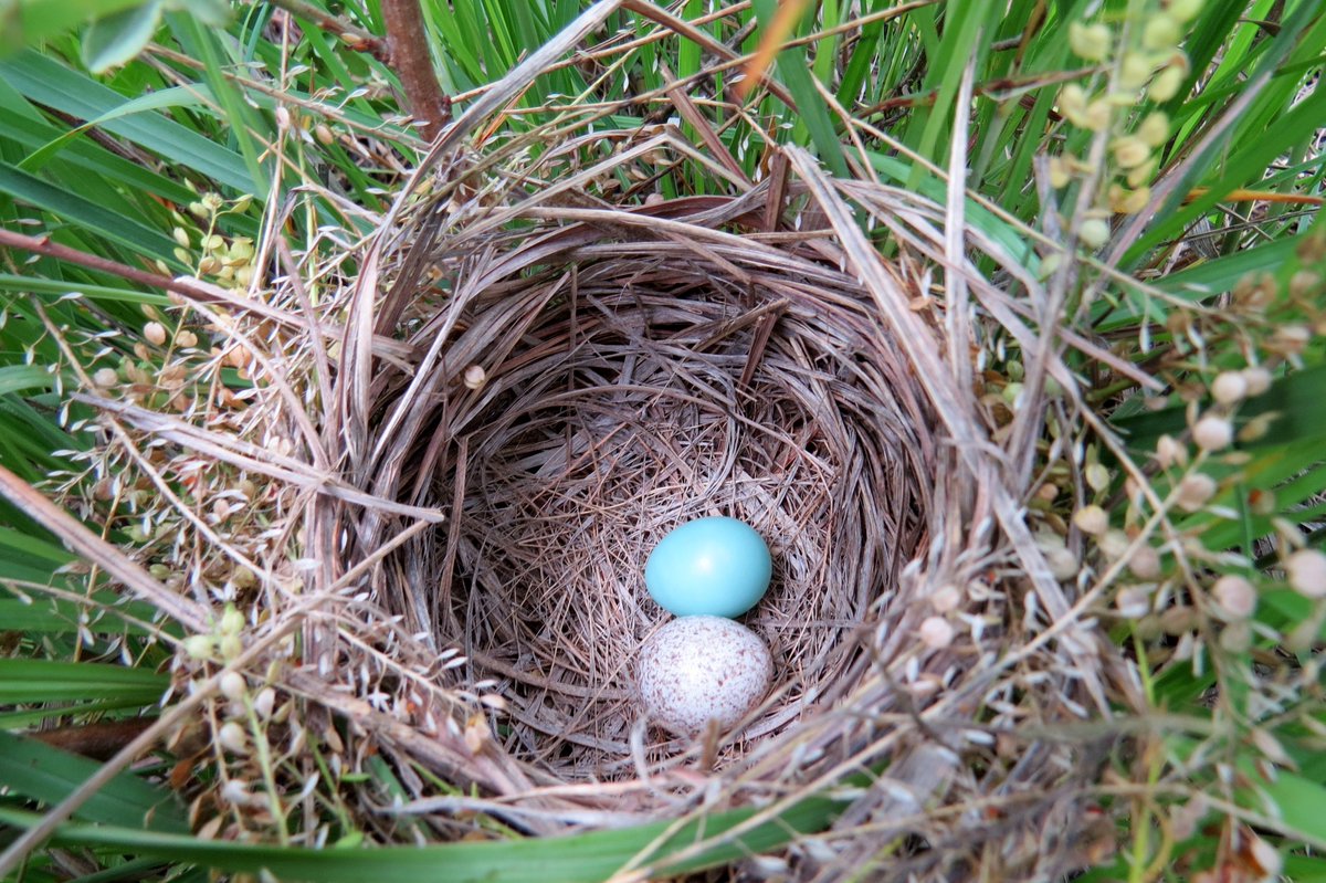 It is the N. American songbird breeding season, AKA time for my annual  #bird &  #birding PSA:Don’t kill  #cowbird brood parasite eggs/nestlings! It is illegal and likely doing more harm to your birds than good. How? Behold, a mega-thread: 1/37[all media mine unless indicated]