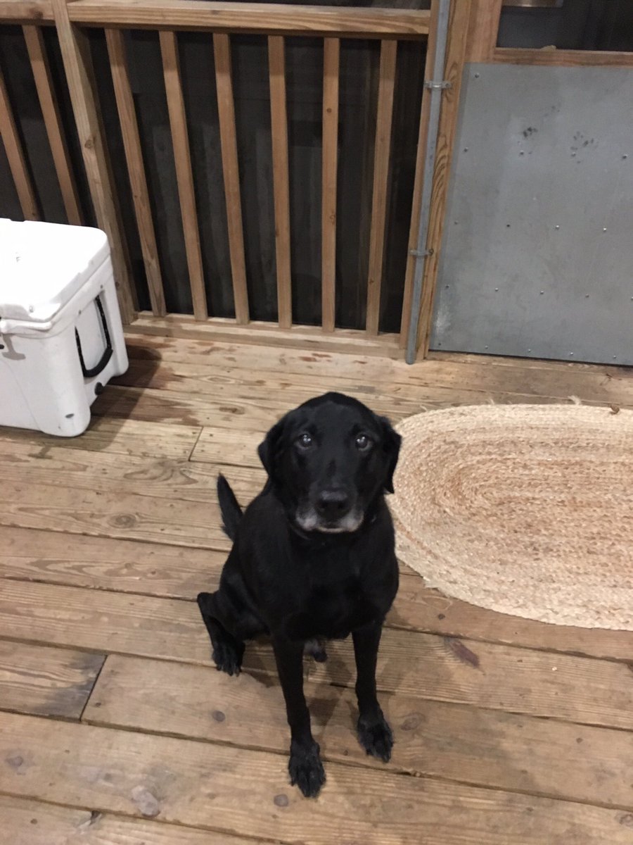 kobyy09's tweet photo. Rest easy Drake. You will forever be missed. 16 years young. Love ya buddy. https://t.co/yOMTqeluhC