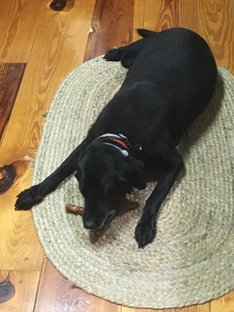 kobyy09's tweet photo. Rest easy Drake. You will forever be missed. 16 years young. Love ya buddy. https://t.co/yOMTqeluhC