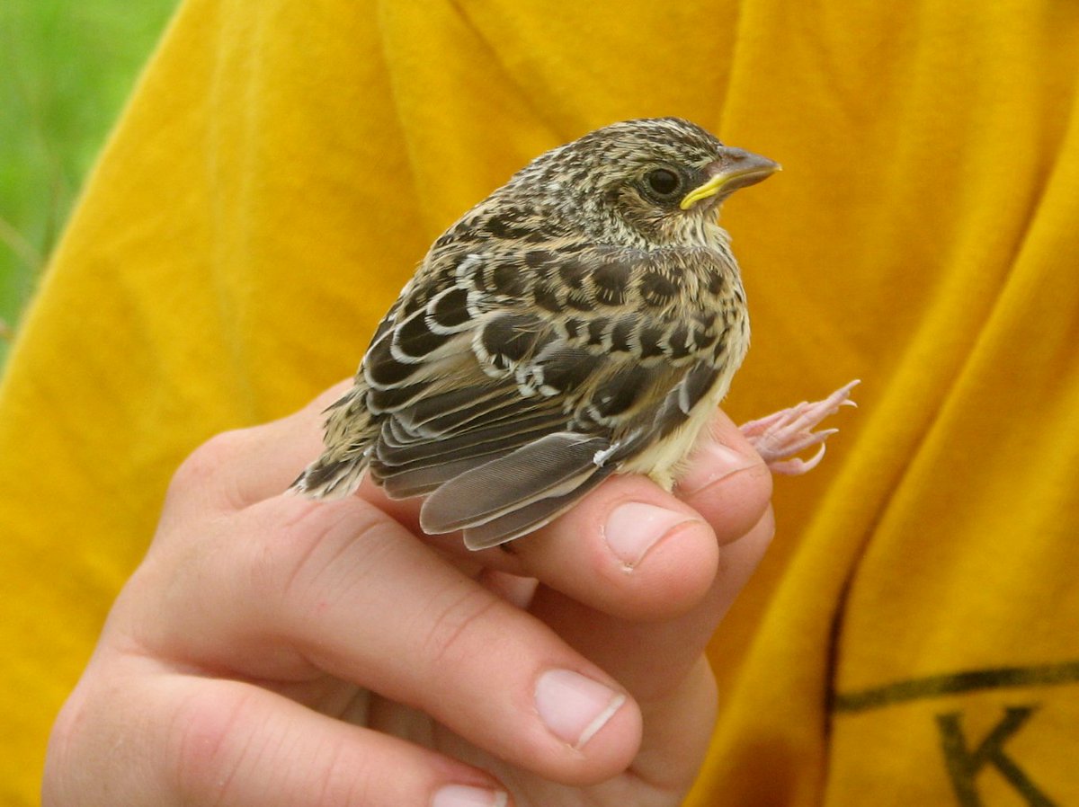 I want to know how food availability/quality and fear of predators affects nestling growth. But there may not be a lot of differences between members of the same species—sparrow babies may grow about the same, get about the same food, have the same risk, etc.  #PrairieBabies 29/37