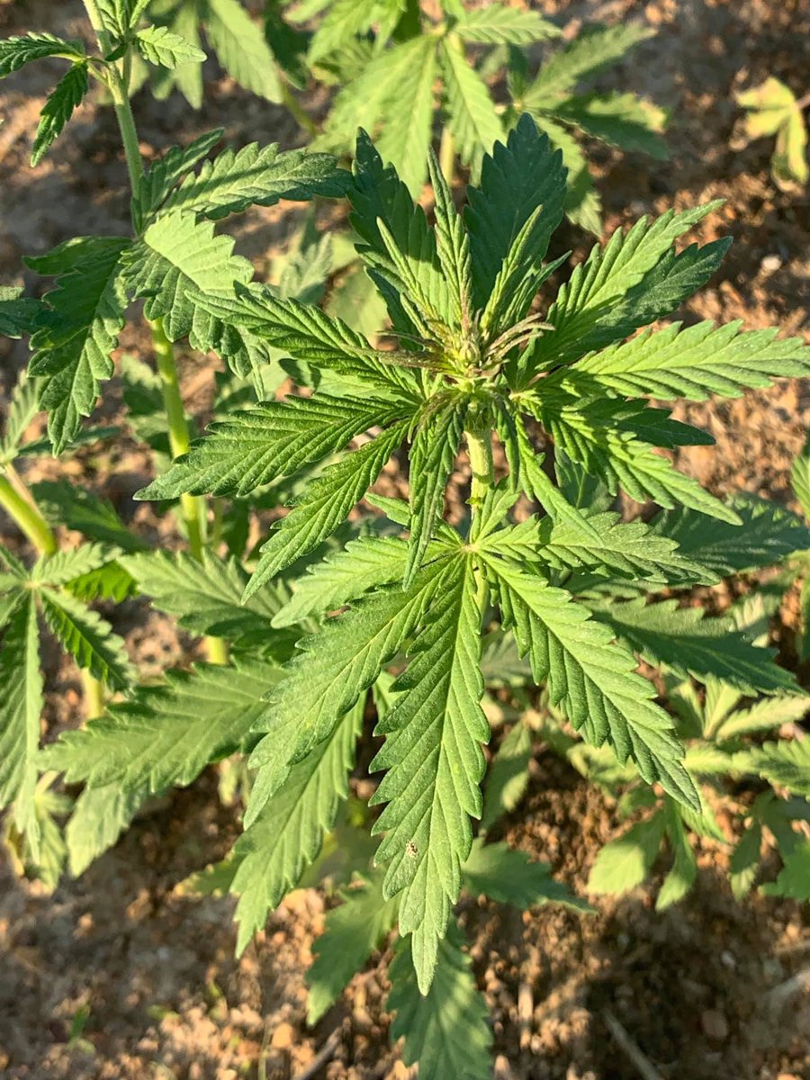 HometownHemp's tweet photo. Look at our favorite little baby hemp plant, it’s 6 inches tall and growing. #hemp #CBD #hempplant #endocannabinoidsystem https://t.co/JnLHlx0F7Q