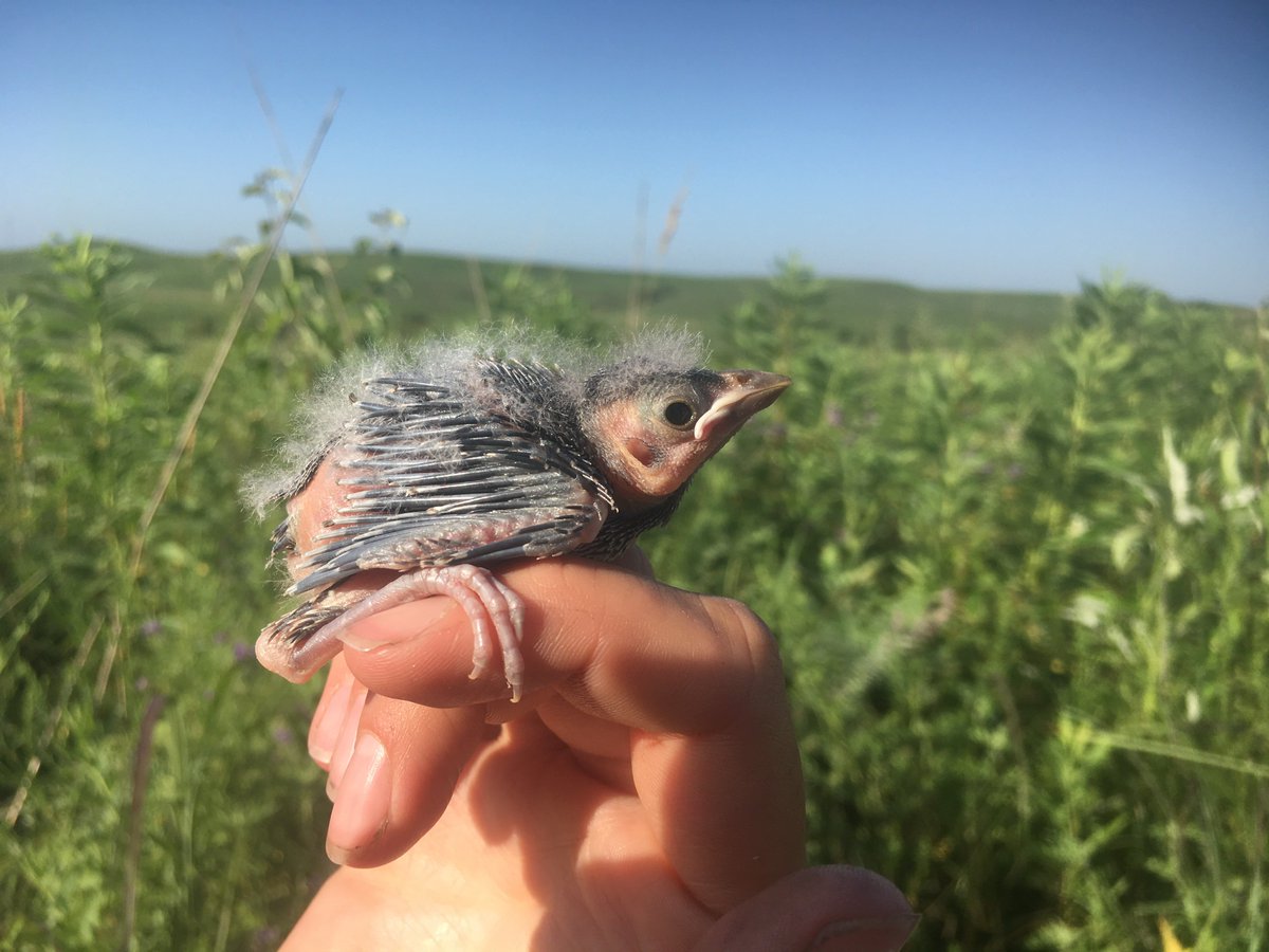 Plus, cowbirds are precious, ugly babies. Baby sparrows and Dickcissels scuttle away when I try to measure their growth, but cowbirds sit on my finger and beg for food. They make me feel like a Disney princess.  #PrairieBabies 31/37