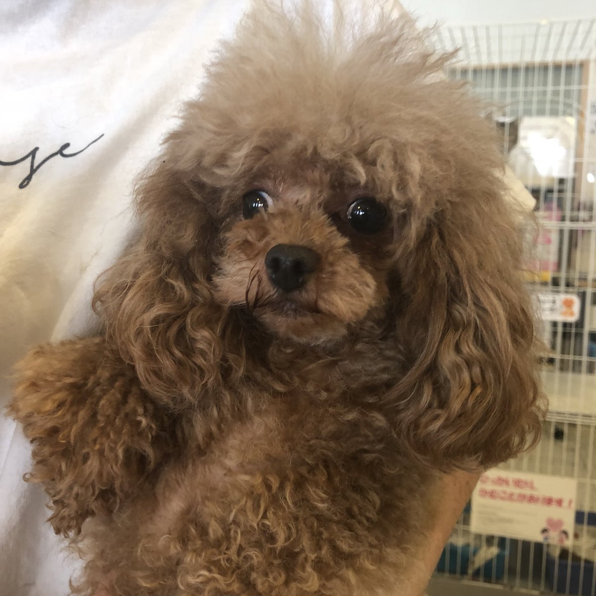 Hogoken Cafe 印西店 V Twitter すずか レッド と サリー アプリコット トリミングしたらもっと美人さんになりそうです トイプードル 5歳 女の子 ラブファイブ 保護犬カフェ印西 Snsからのお問い合わせは受付しておりません 0476 37 4460 T