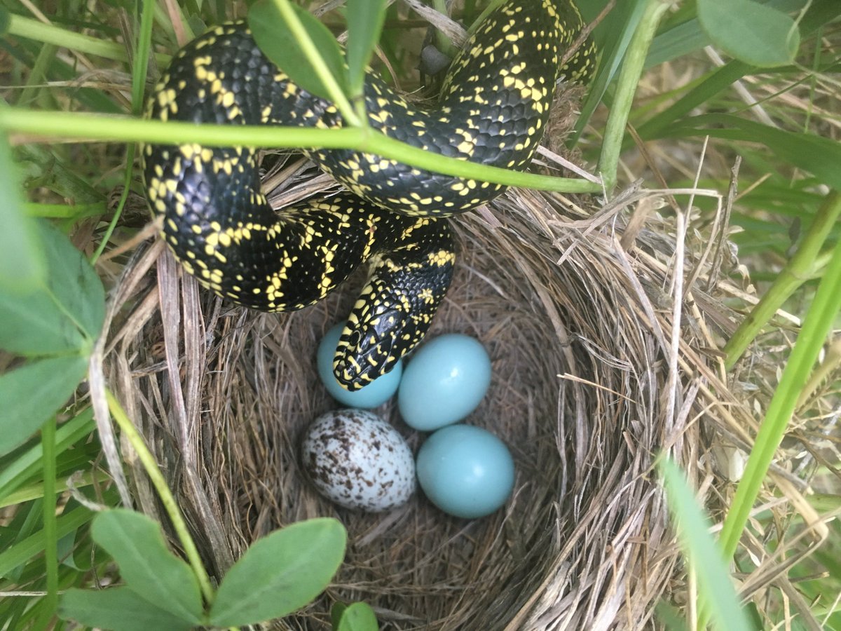 Plus, bird parents keep track of the number of eggs in their nests. If you remove the cowbird egg, you are making it look as if a predator stopped by and grabbed that egg. Parent birds will often abandon nests if they think a predator knows where it is. 34/37