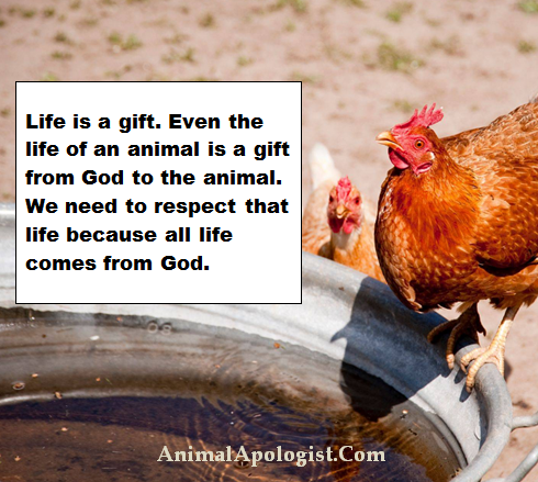 God is renewing the face of the earth. More and more Christians  are embracing the Garden of Eden diet and respect for the life of God's  animals.  #ReturnToEden #GardenofEdenDiet #RespectAllLife #RespectGodsAnimals #TakeCareofYourTemple