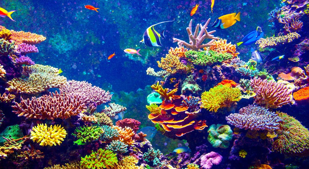 joey_needs's tweet image. Imagine a world without coral reefs or the local species in your backyard we take for granted. These are all possible as climate change continues. As temperatures are projected to increase 1-6 degrees C over the next century, the world will see rapid change like never before.