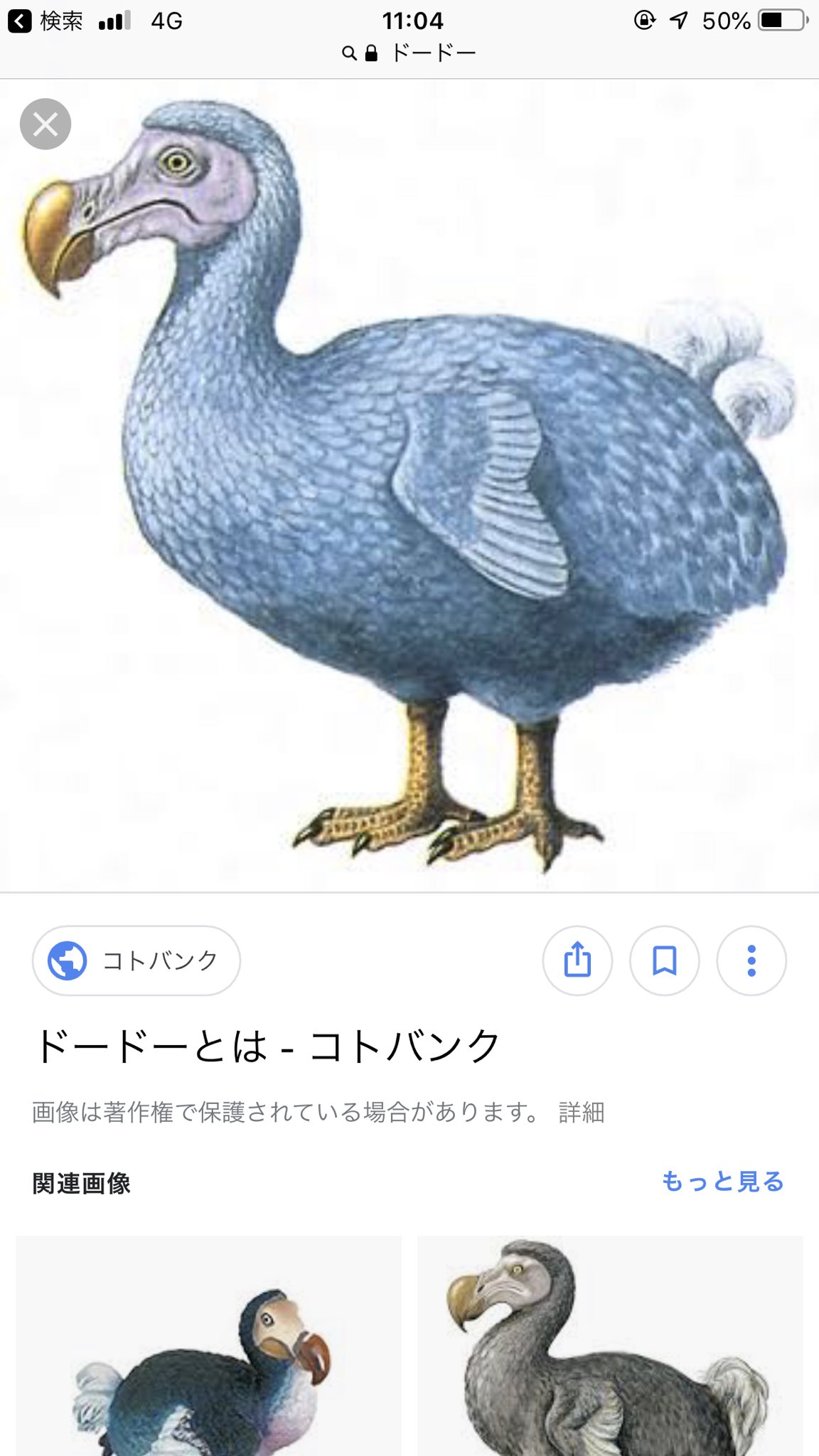 ゾンビよしくん ドードー ドードー 絶滅危惧種 絶滅した Kawaii かわいい T Co Y1bsdsy9e6 Twitter