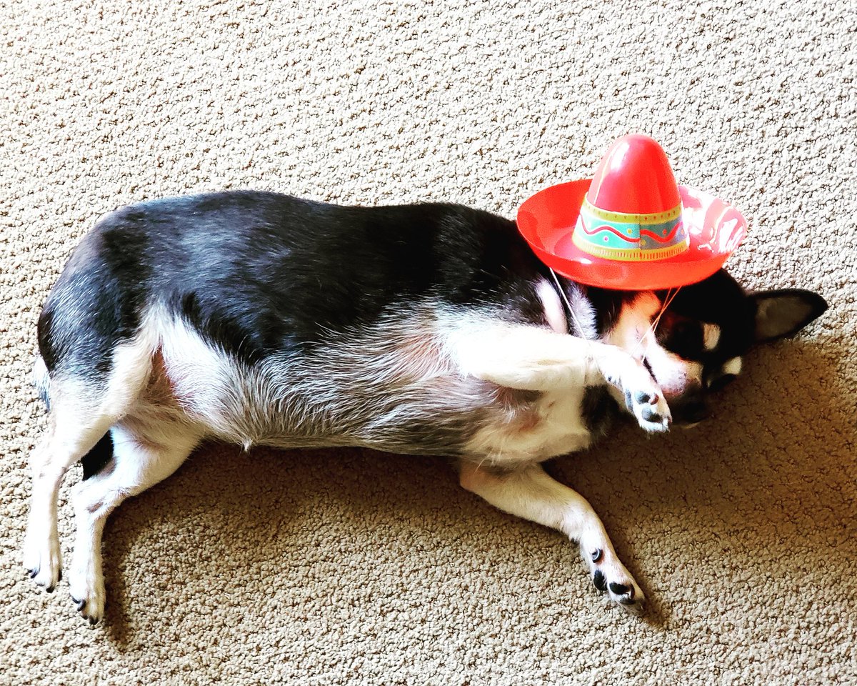 LatinaDTC's tweet photo. Yup...Fiesta is Over My Friends!  Neca is done...until next year...Viva Fiesta!  #UntilNextYear #ToTheFrontier #VivaFiesta #chihuahuamoments https://t.co/QQA84J22jB