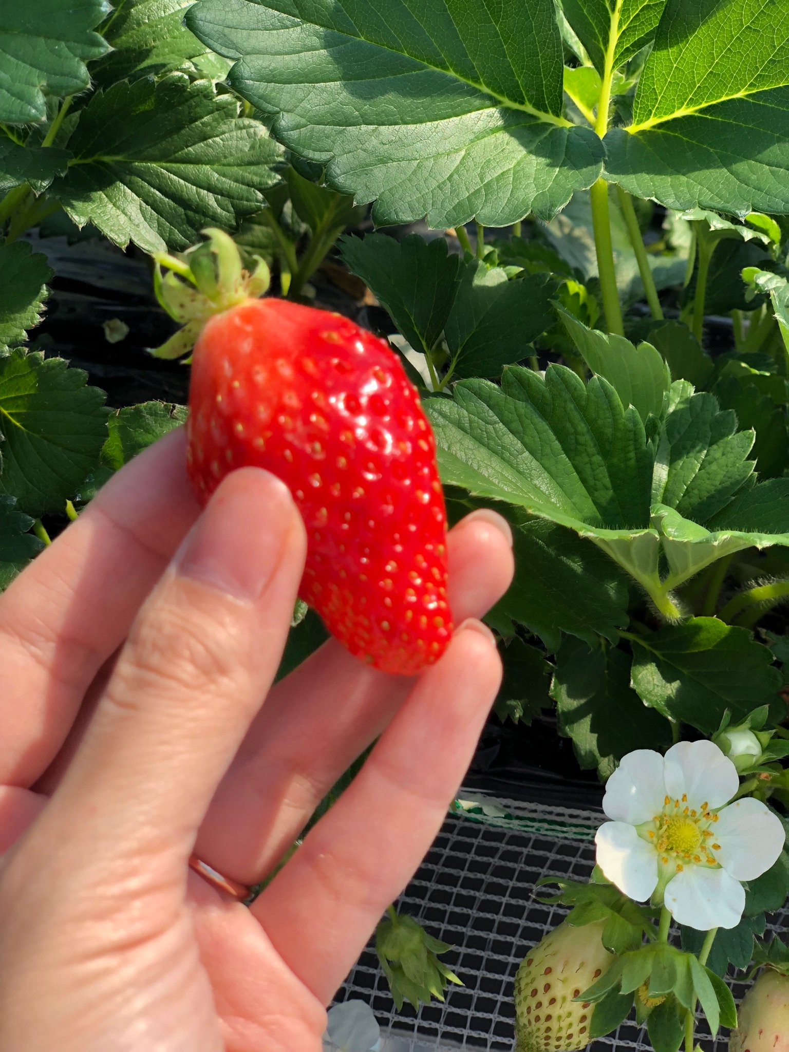 田舎館いちご Twitter Search Twitter