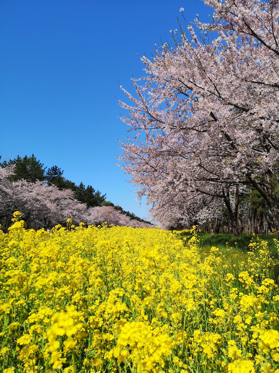 大潟村菜の花ロード