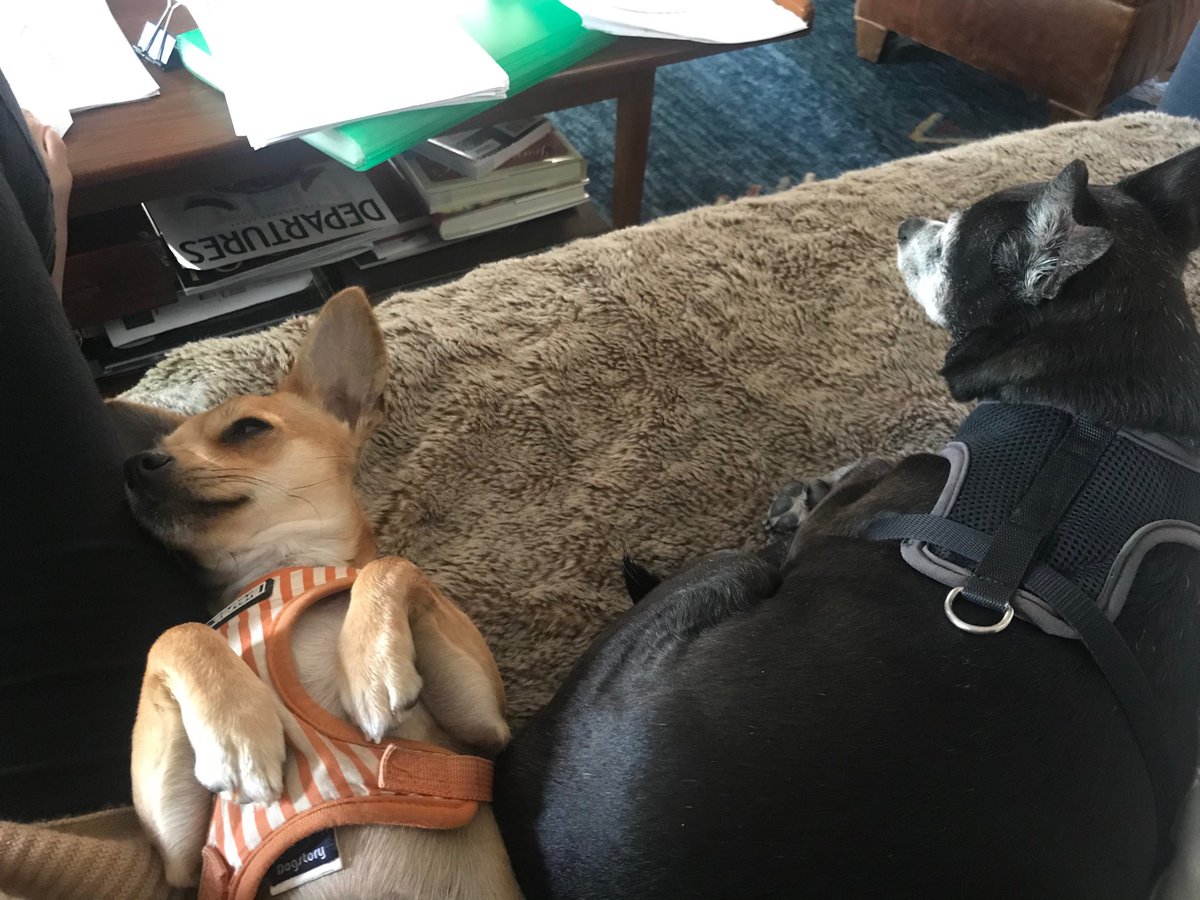 Ianthe12's tweet photo. Who knows? #sundaywithdogs https://t.co/VBoSlETZGF