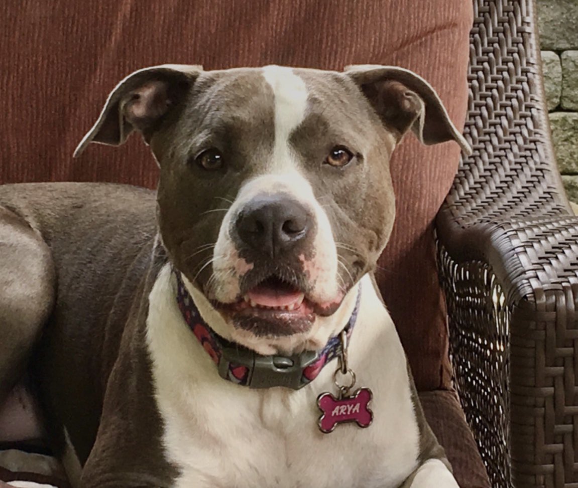 chousandband's tweet photo. In 2016 @austintstdf rescued this dog and guess what... she ended up saving the world https://t.co/M82BDfTzVz