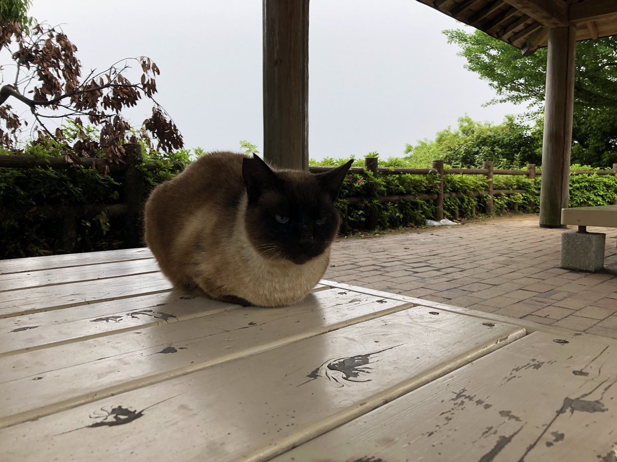 ネコチャンおったーーーー 
