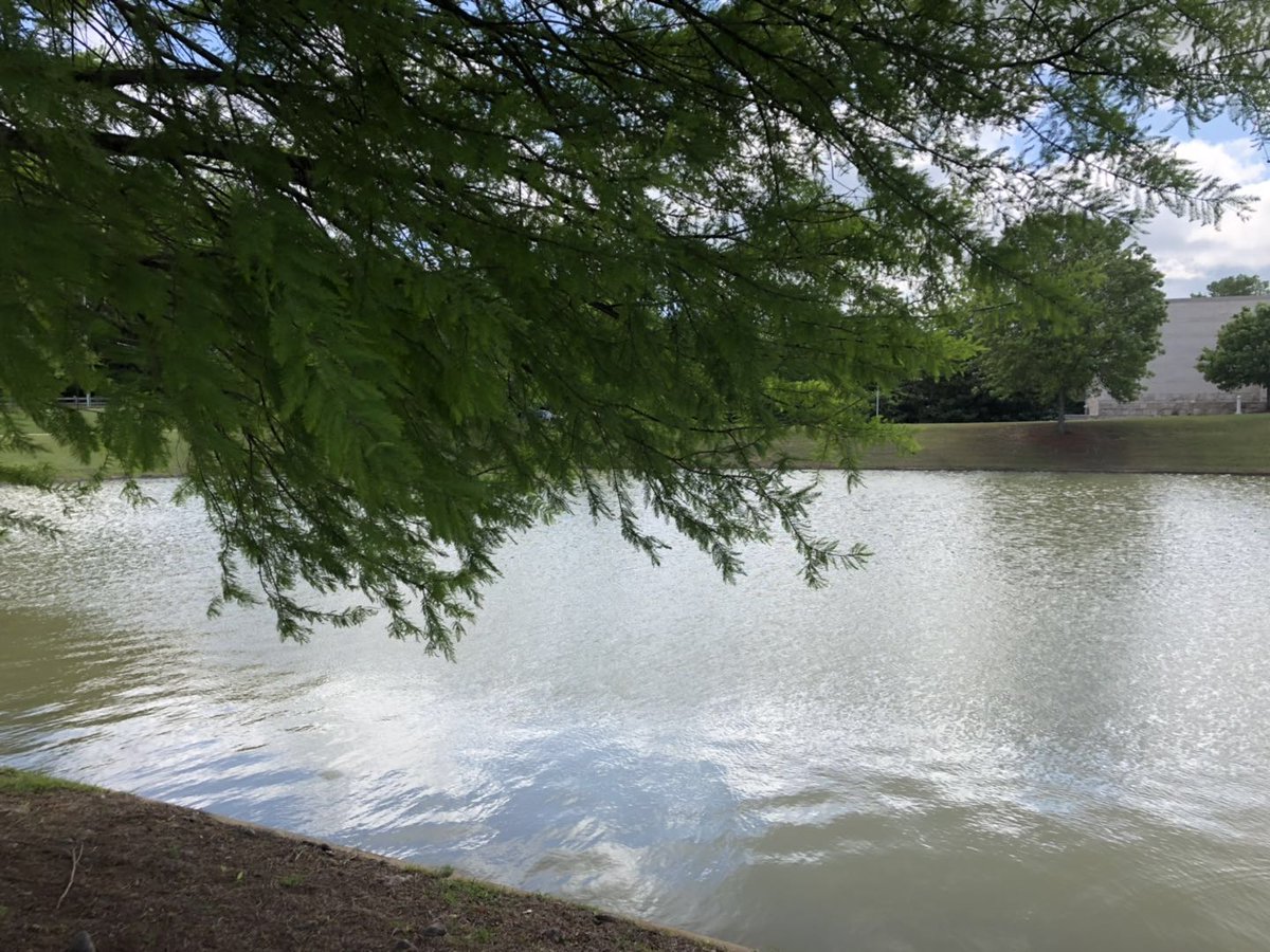 mengwang0210's tweet photo. I  attended a great conference held by  #BritishWomenWritersAssociation at Auburn University from April 24-27!🌹🍀The beautiful campus has been completely covered by lush vegetation and fully filled with the sweet fragrance of the flowers and herbs. It is a huge botanic park. https://t.co/AsepPN61U0