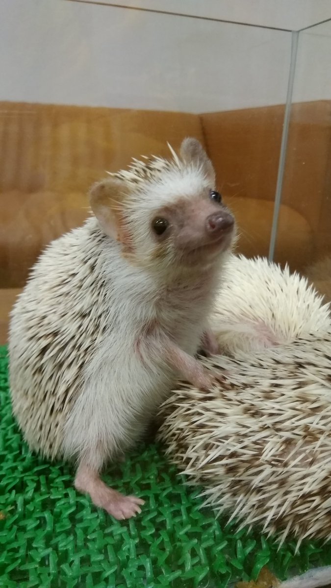 ふれあいハリネズミ チーズ على تويتر ハリちゃん今日はニコニコ しています 笑顔を見に是非お越し下さい ハリネズミ Hedgehog Owl Tokyo Akihabara Taxfree 針鼠 観光スポット オリンピック ふれあいハリネズミ チーズ على تويتر ハリちゃん今日はニコニコ しています 笑顔を見に是非お越し下さい ハリネズミ Hedgehog Owl Tokyo Akihabara Taxfree 針鼠 観光スポット オリンピック