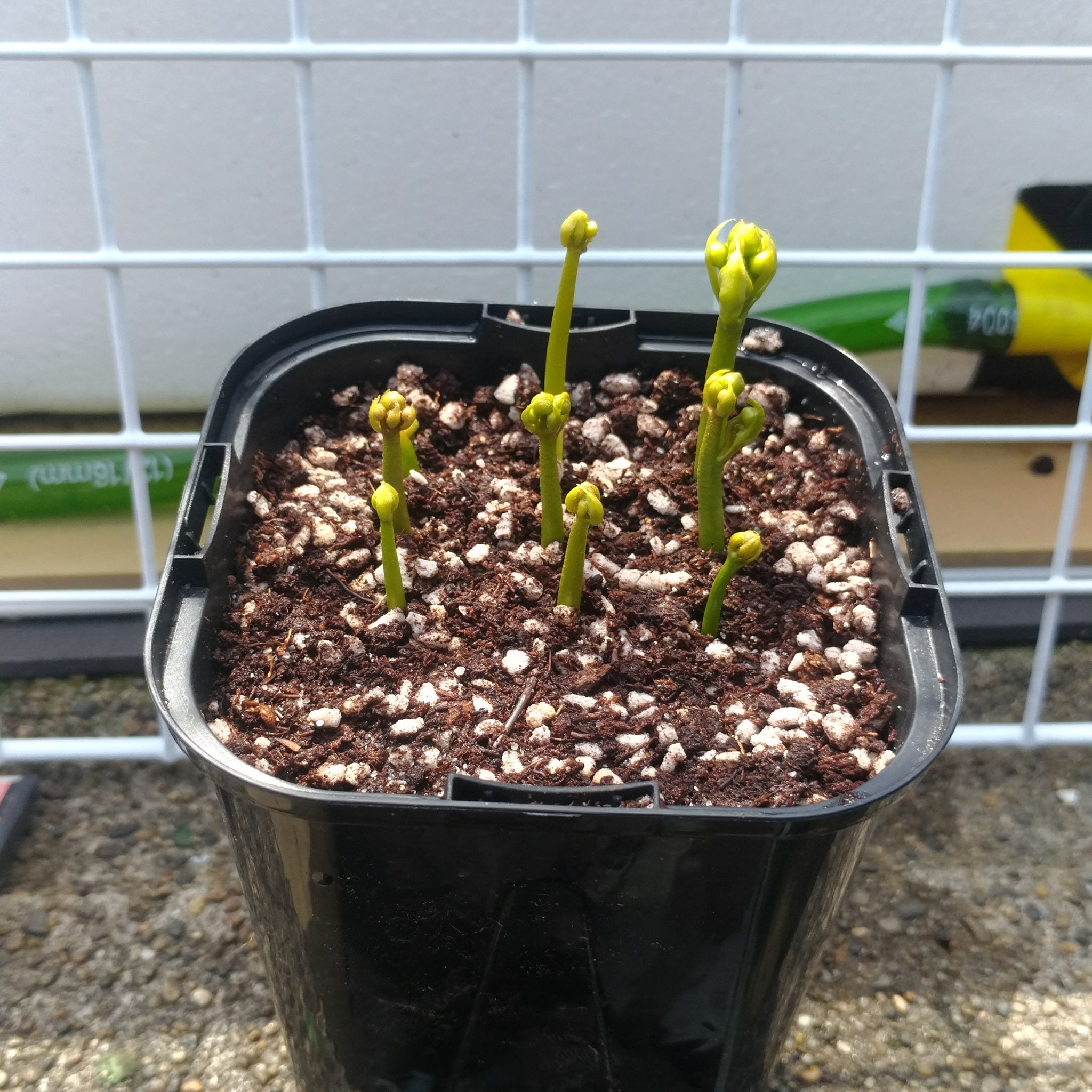 ねｃろ１３ 無職 花茎挿し挑戦3鉢目 Dionaea ハエトリソウ 食虫植物はいい T Co Jkcyg0jlmy Twitter