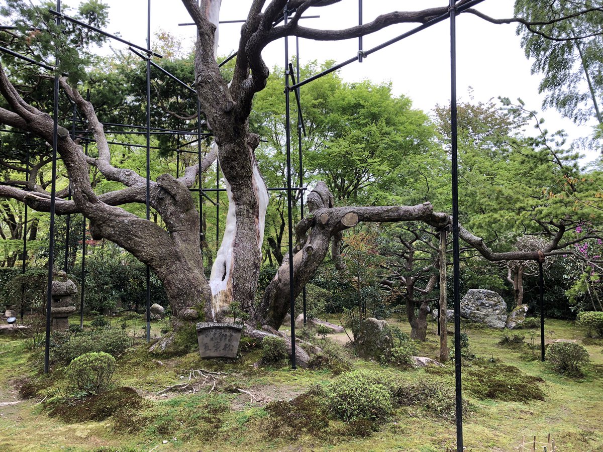 宝泉院の新緑きれい
お茶おいしいです 
