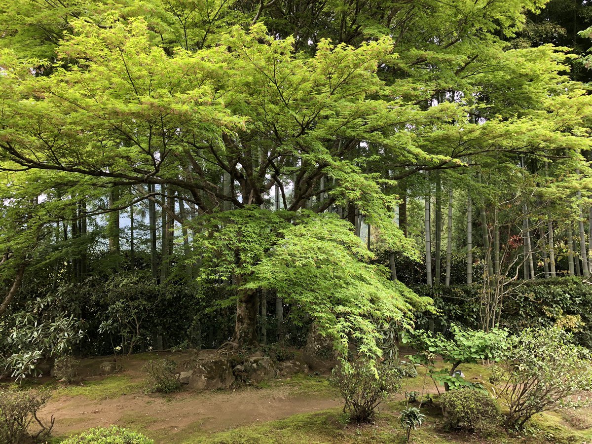 宝泉院の新緑きれい
お茶おいしいです 