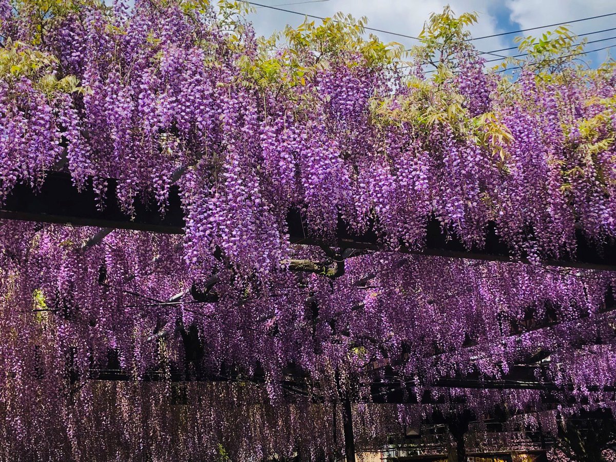 CameraSunset's tweet image. Japanese Wisteria floribunda