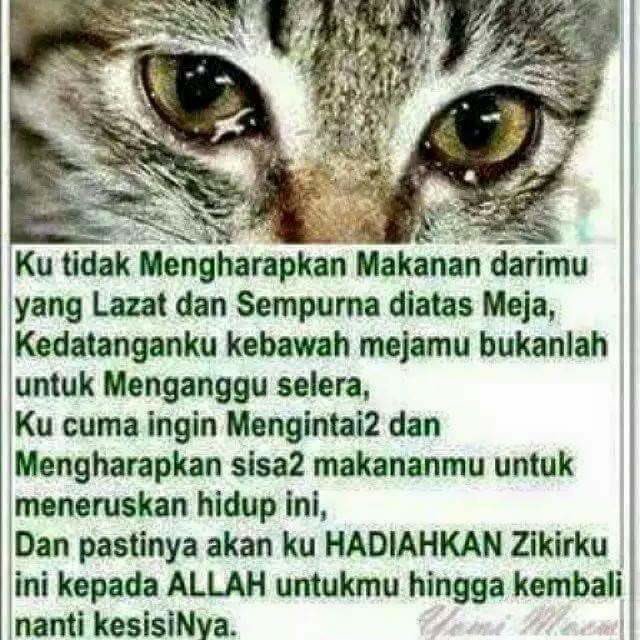 penk14's tweet photo. Ilmu Dr seekor kucing https://t.co/29lXcEKgWn