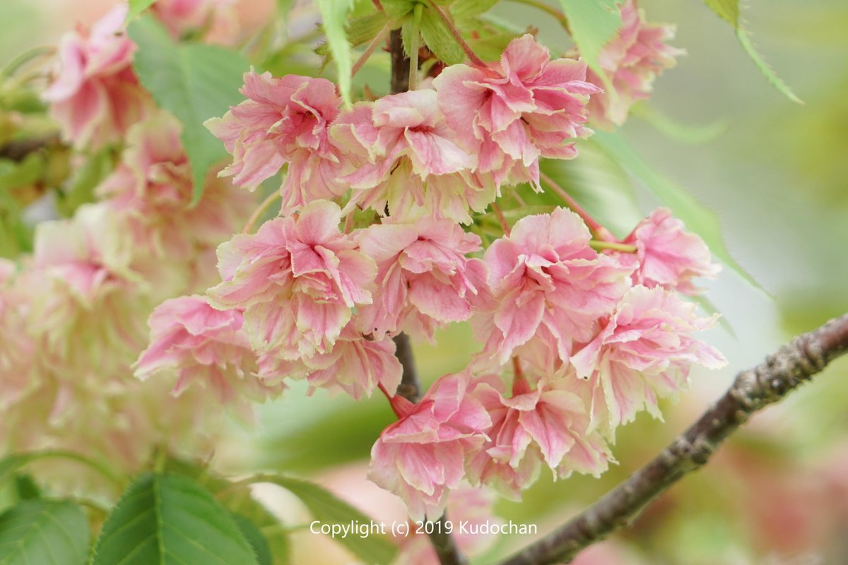 上鬱金 桜 最高の花の画像